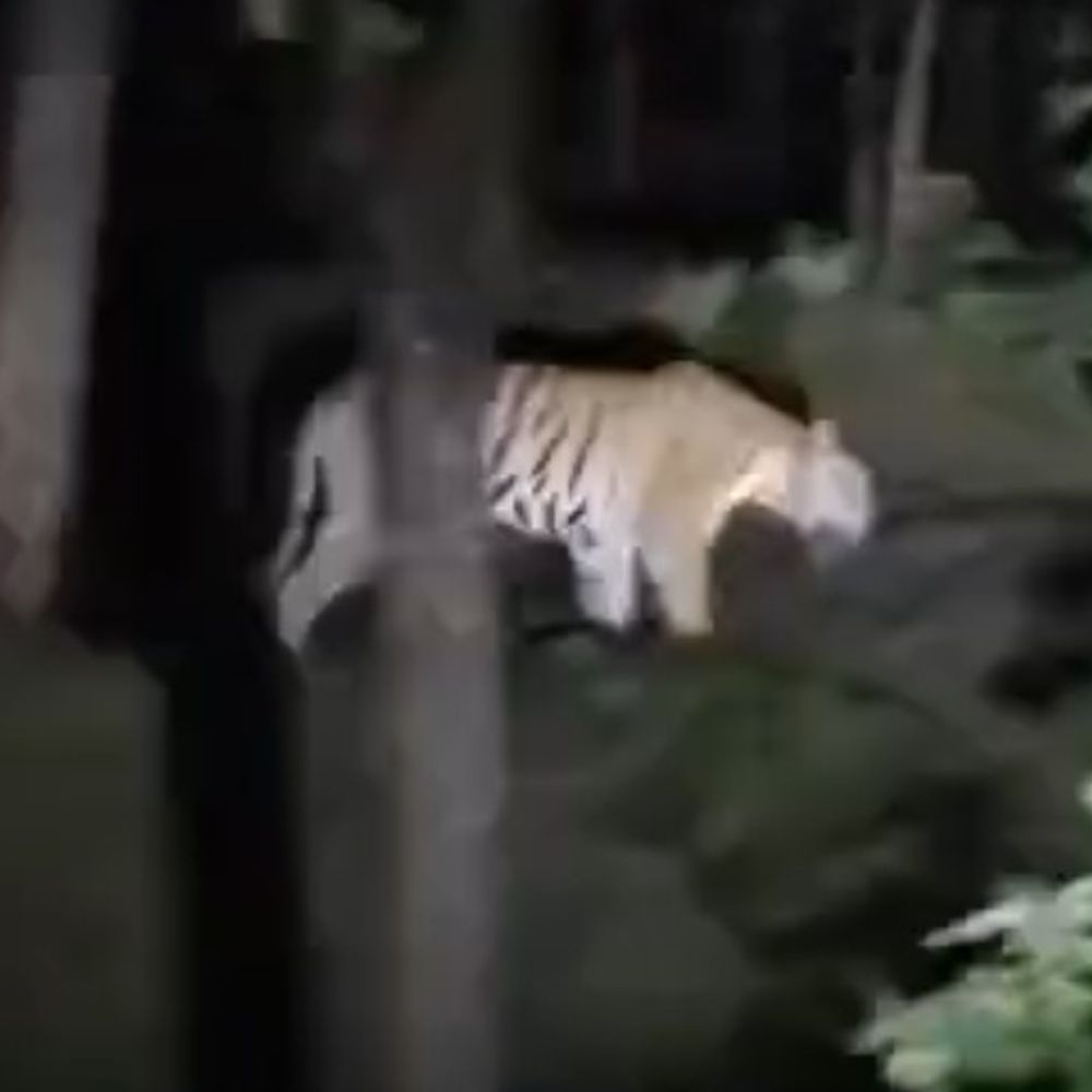 
                 खवासा-टुरिया मार्ग पर सड़क पार करती दिखी जुगनी बाघिन:पेंच टाइगर रिजर्व सटे क्षेत्र में दिखा दुर्लभ नजारा; कुछ देर के लिए यातायात पर रोक 
            
