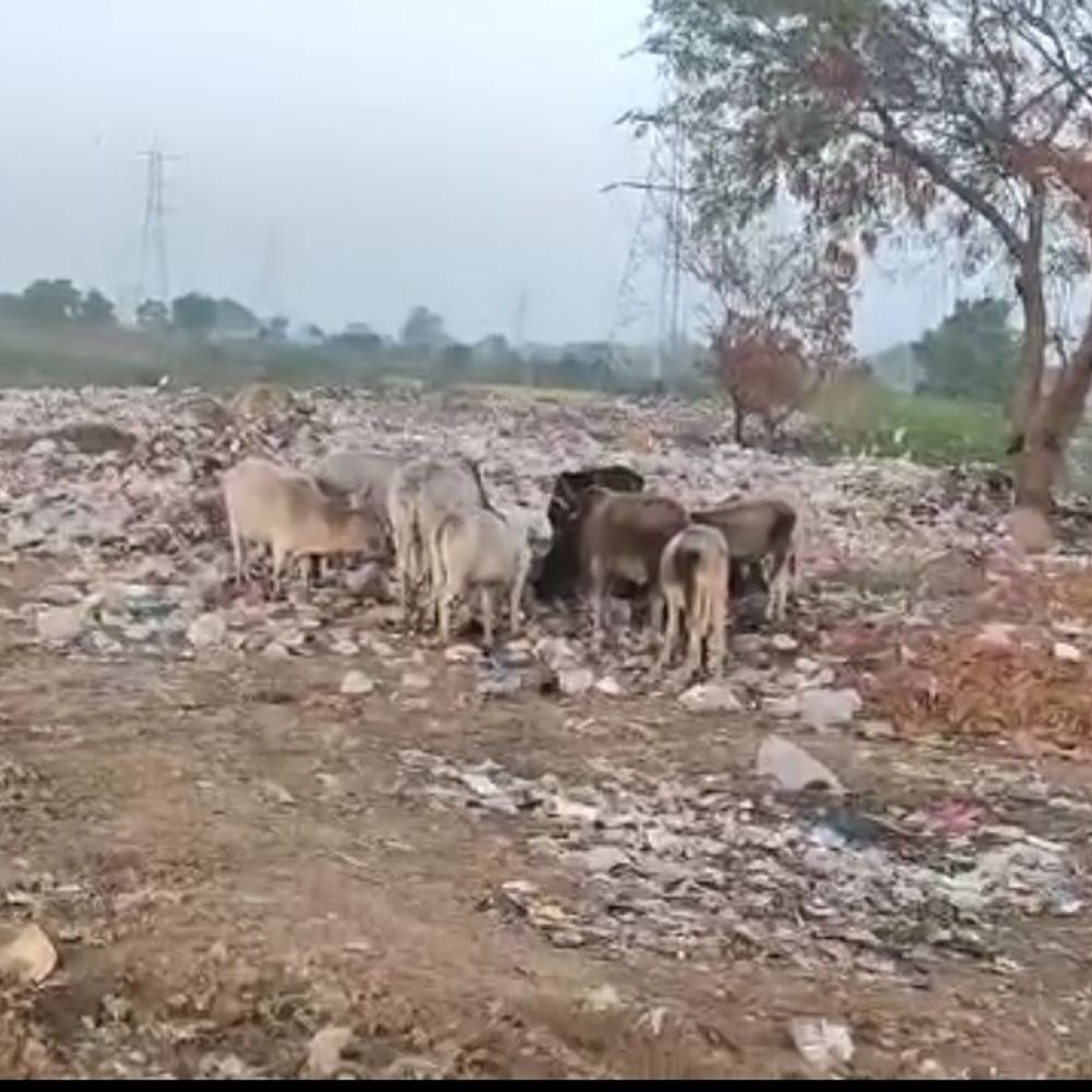 
                 मैहर में वर्षों पुराना कचरा नहीं हटाने पर कलेक्टर सख्त:नपा अध्यक्ष, सीएमओ और रेमकी कंपनी को नोटिस जारी 
            