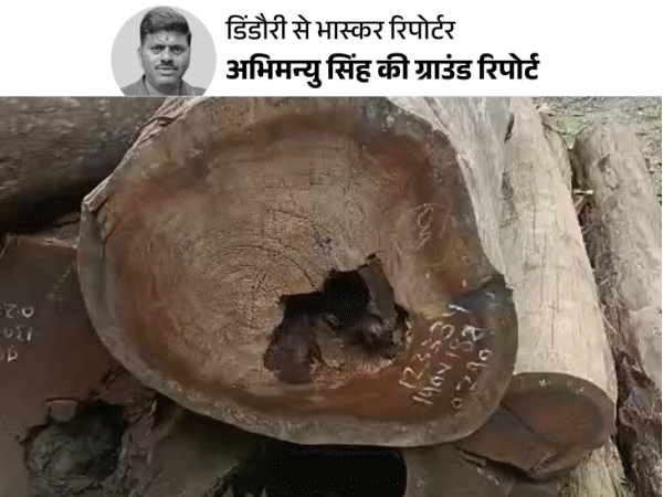 एक कीड़े के कारण कटेंगे डेढ़ लाख पेड़:महामारी फैलती रही, अफसरों को पता नहीं करना क्या है; 15 साल तक धूल खाती रही रिपोर्ट
