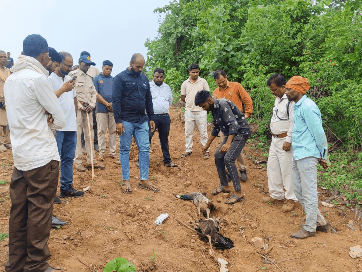 जहरीले मक्का खाने से 5 मोरों की मौत:फसल बचाने के लिए खेत में डाले थे, बैतूल वन विभाग ने किसान को गिरफ्तार किया