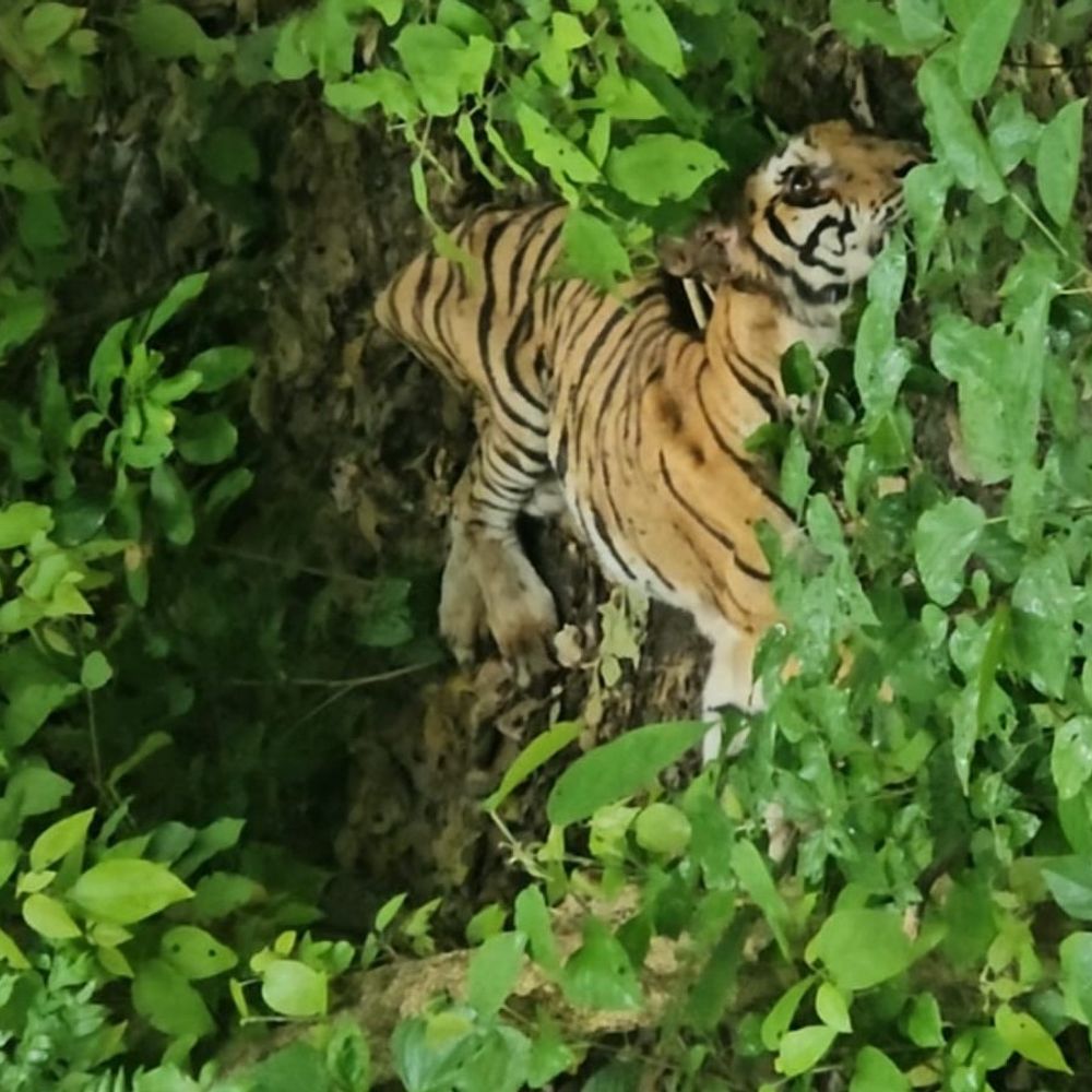 पीलीभीत टाइगर रिजर्व में घायल बाघिन मिली:आपसी लड़ाई में घायल होने की आशंका, इलाज जारी