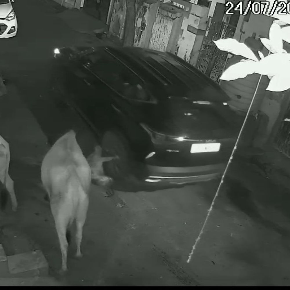 कार चालक ने बछड़े को कुचला, मौत:10 मीटर तक पहिए में फंसाकर खींचा, घटना सीसीटीवी में कैद