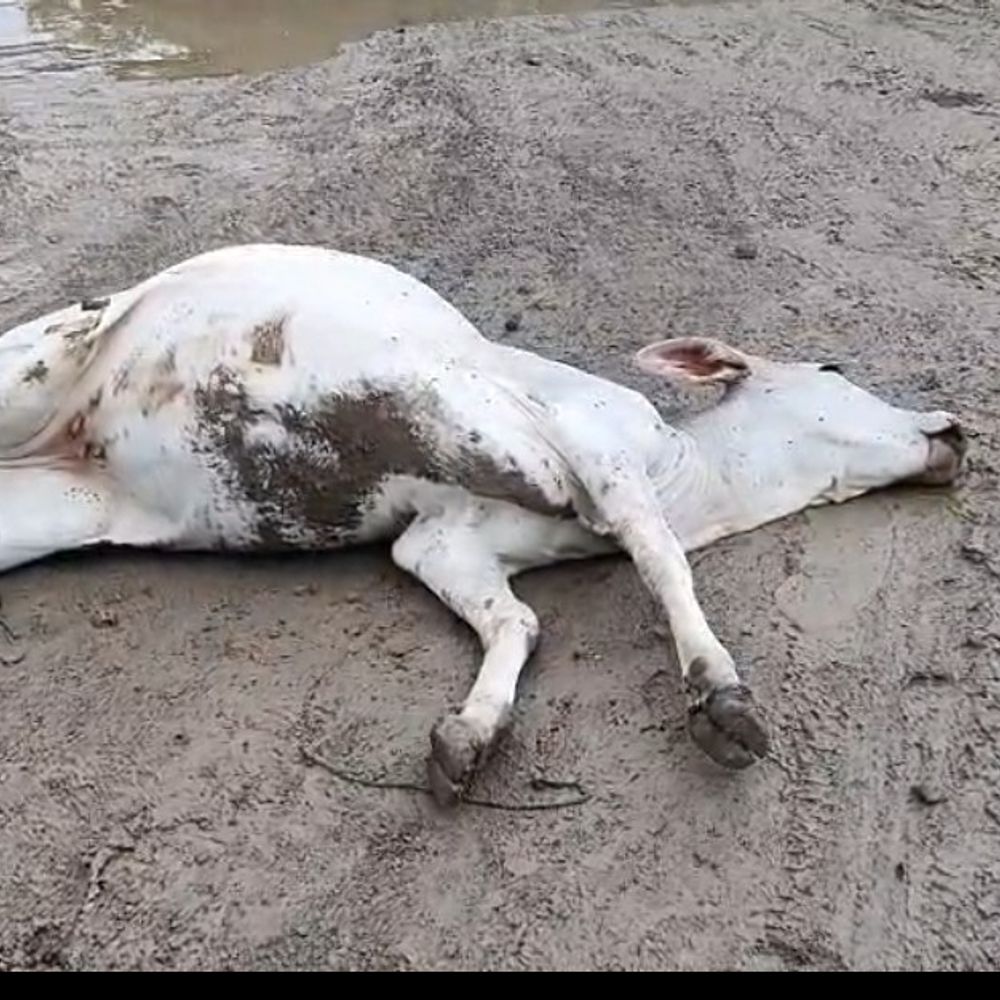 
                 उज्जैन में लापरवाही: खुले तार से गाय की मौत:बारिश में बिना सुरक्षा बिजली खंभे पर चढ़ा कर्मचारी, निगम आयुक्त को शिकायत 
            