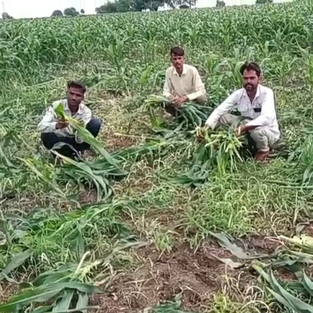 रन्नौद में जंगली सूअरों ने दो बीघा मक्का फसल उजाड़ी:एक महीने में 8-10 किसानों को नुकसान, कार्रवाई नहीं होने पर आंदोलन की चेतावनी