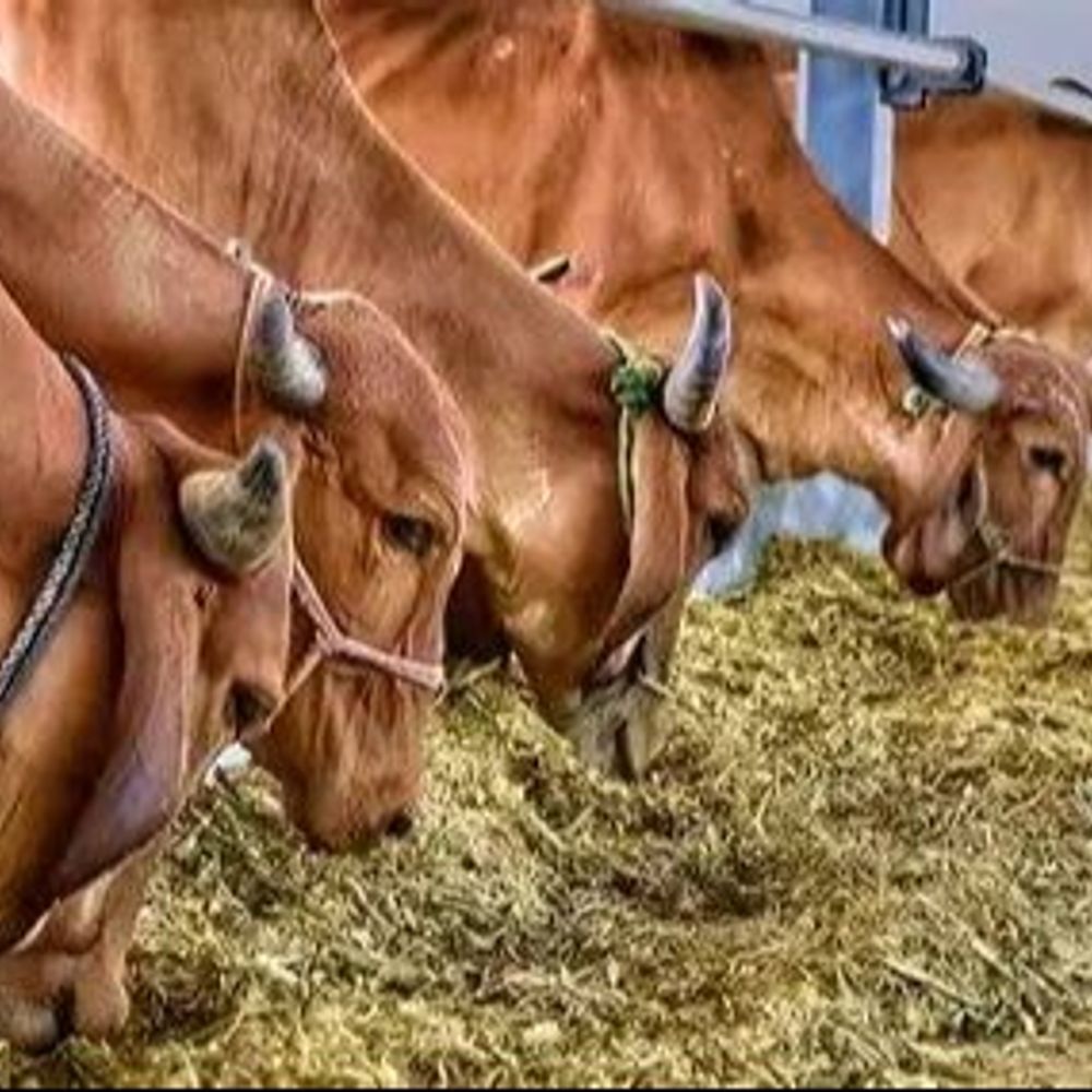 गाय को राष्ट्रमाता का दर्जा देने की मांग:गो-हत्या पर पूर्ण प्रतिबंध हो, 790 जिलों में एक साथ कलेक्टर को सौंपा जाएगा ज्ञापन