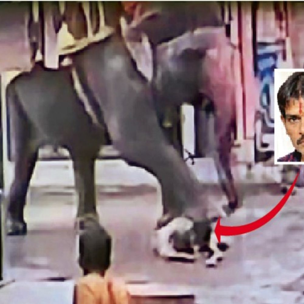 मांगलिक कार्यक्रम के बाद शहर में घुमा रहे थे हाथी:गुड़ खिला रहे ऑटो चालक को हाथी ने सूंड में लपेटा, दो बार कुचला; मौत
