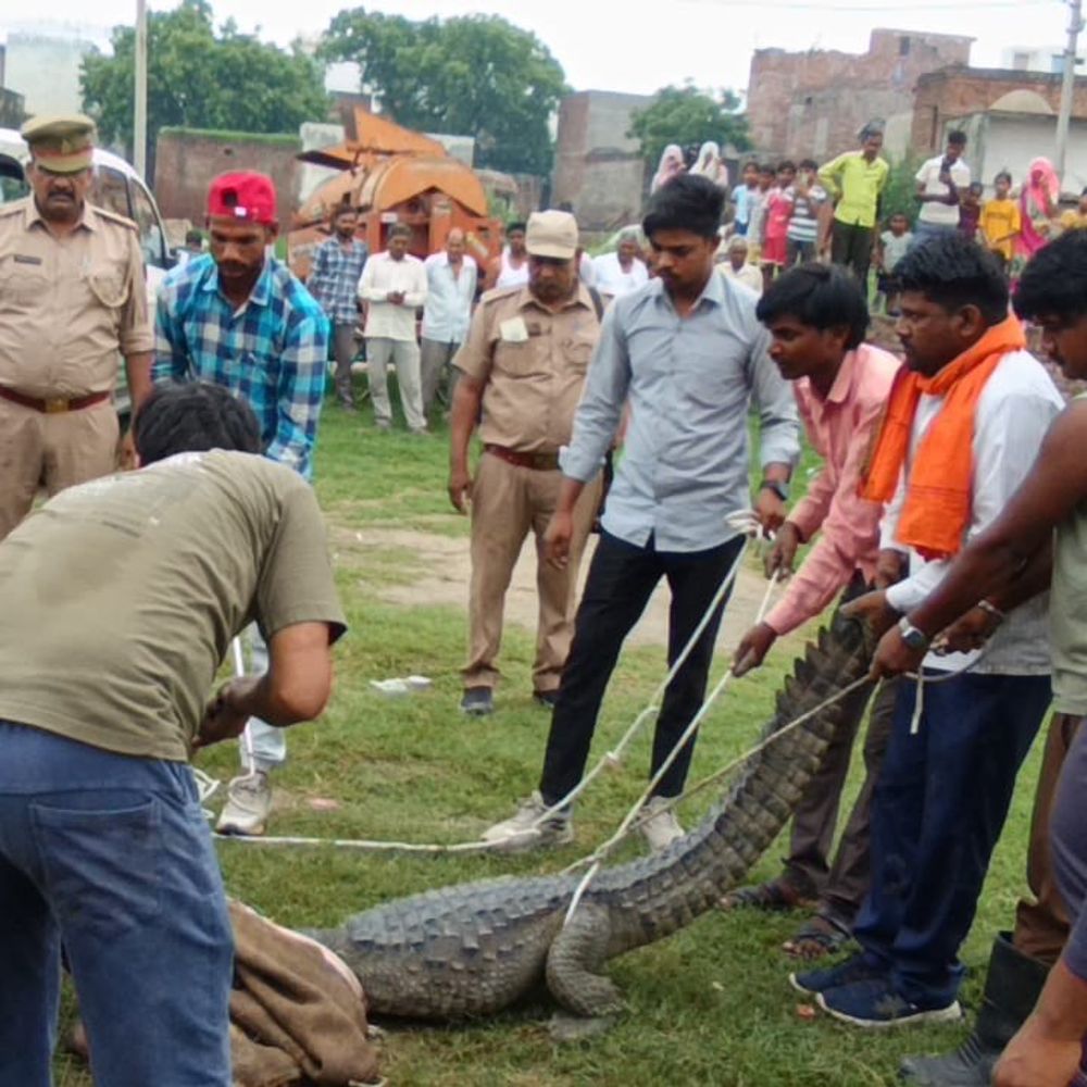 बुलंदशहर के लालगढ़ी में मगरमच्छ पकड़ा गया, VIDEO:दो दिन के रेस्क्यू ऑपरेशन के बाद ग्रामीणों ने ली राहत की सांस