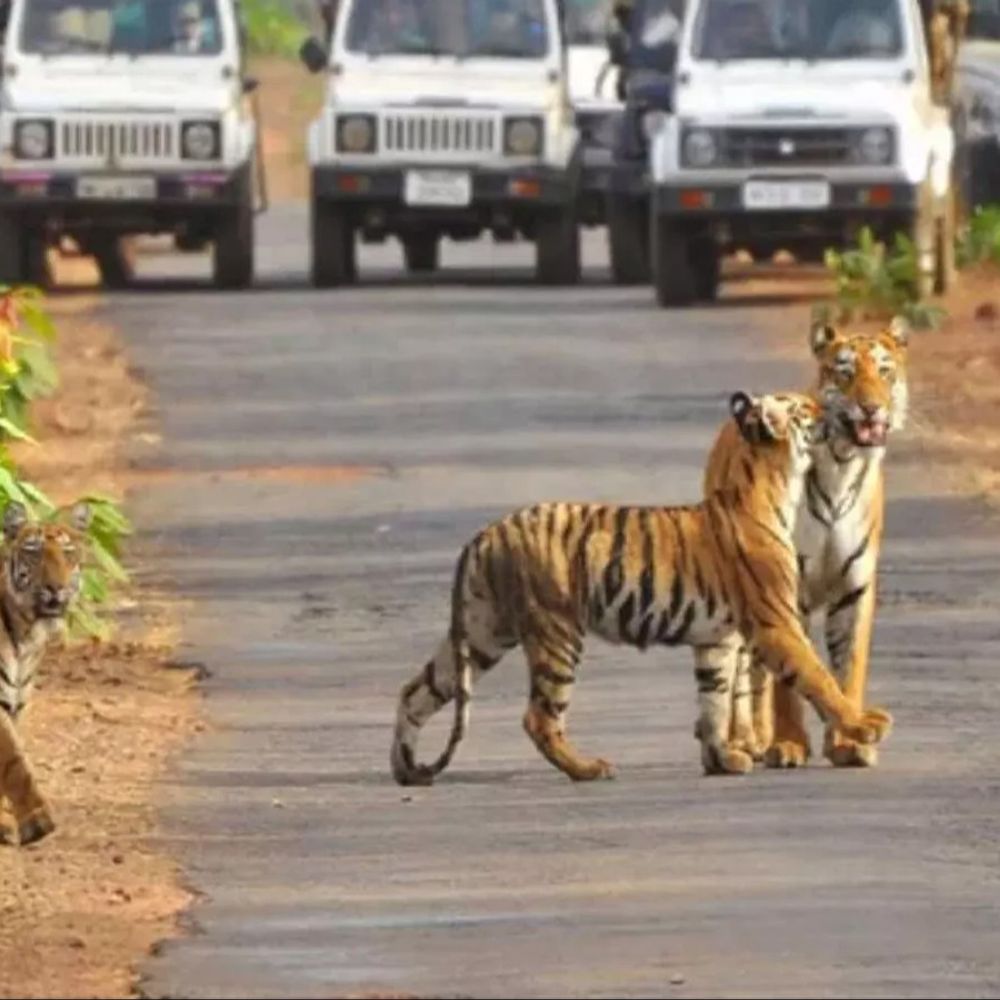 
                 29 साल पहले 927 टाइगर थे, अब MP में 785:हर साल करोड़ों खर्च के बावजूद घटी संख्या; सरकार बोली- 1000 तक पहुंचाएंगे 
            