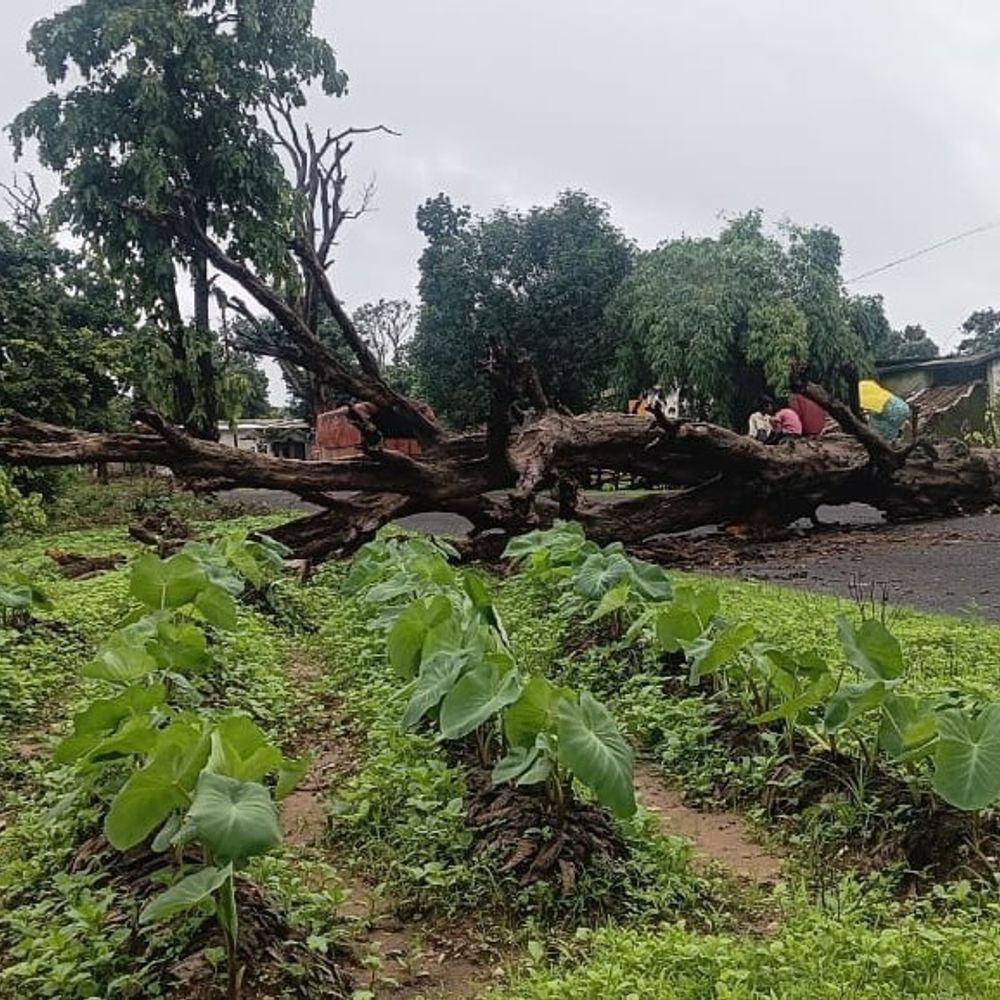 
                 MP के मालवा-निमाड़ में अगले 3 दिन हैवी रैन:उज्जैन-सागर समेत 17 जिलों में आज अलर्ट; 4 इंच से ज्यादा बारिश का अनुमान 
            