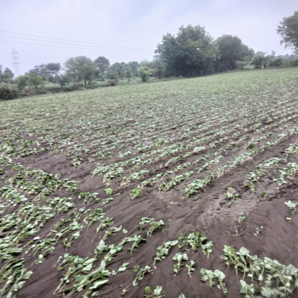 खंडवा में 5 इंच बारिश, नदियां उफान पर, फसलें चौपट:आरसीसी वॉल का कुआं धंसा; मक्का-कपास की फसल पूरी तरह बर्बाद