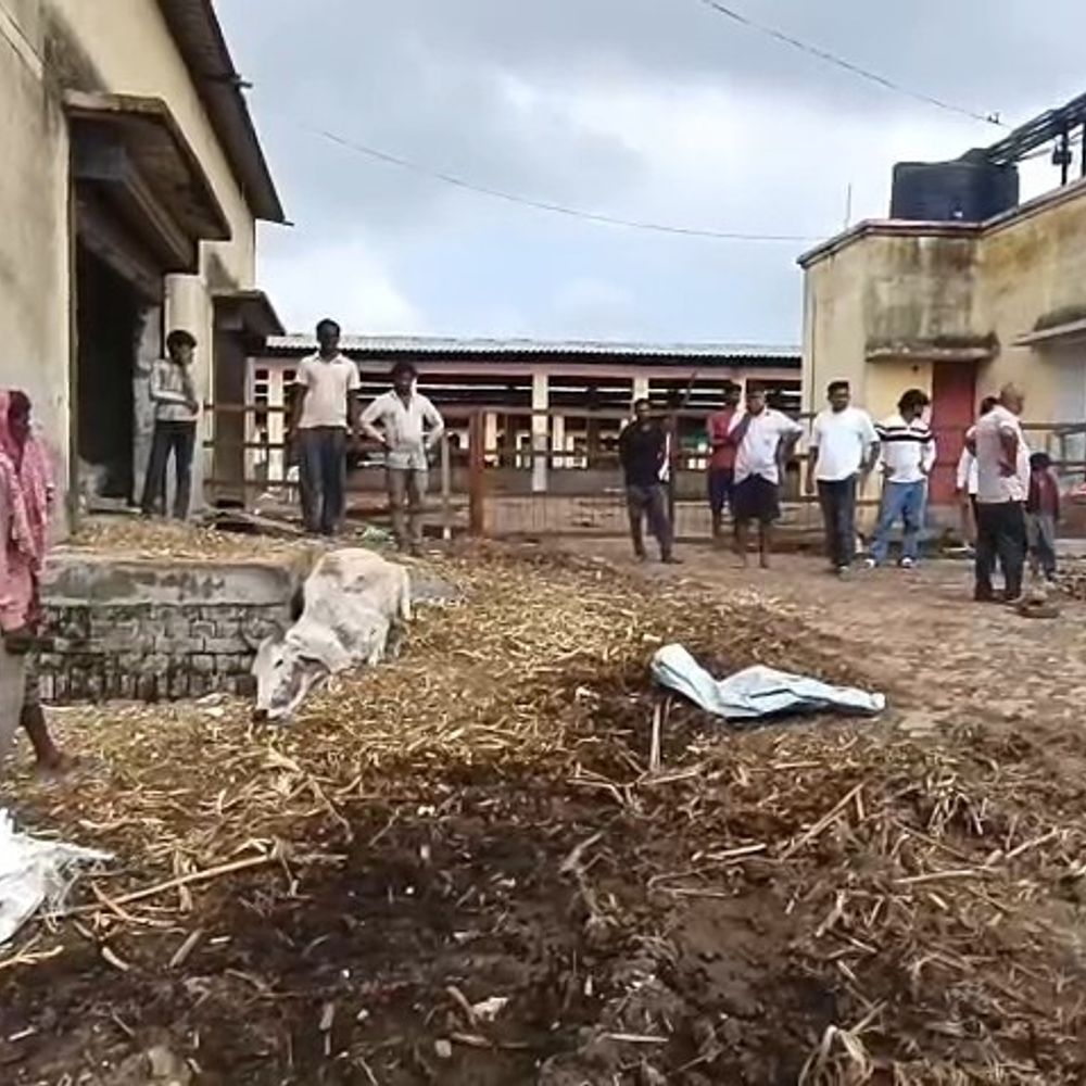 उन्नाव की गोशाला में भूख-प्यास से 4 गोवंशों की मौत:CVO के निरीक्षण में मिलीं खाली चरहियां, NGO पर पशु क्रूरता अधिनियम में FIR