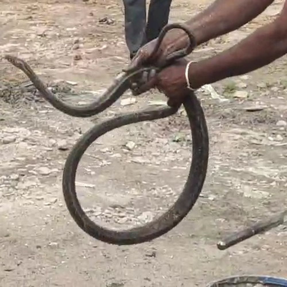 संस्कार विहार कॉलोनी में निकला 8 फीट लंबा धमना सांप:सर्पमित्र ने रेस्क्यू कर जंगल में छोड़ा; बारिश में आए दिन निकलते हैं सर्प