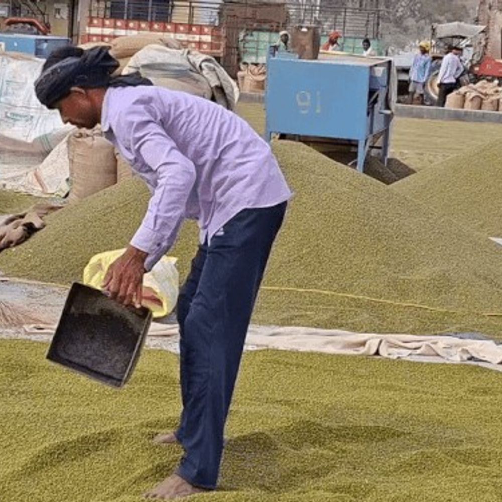 कानपुर देहात में 17 क्रय केंद्र मंजूर:उड़द, मूंग और मूंगफली खरीद के लिए 17 केंद्र मंजूर; MSP पर होगी खरीद