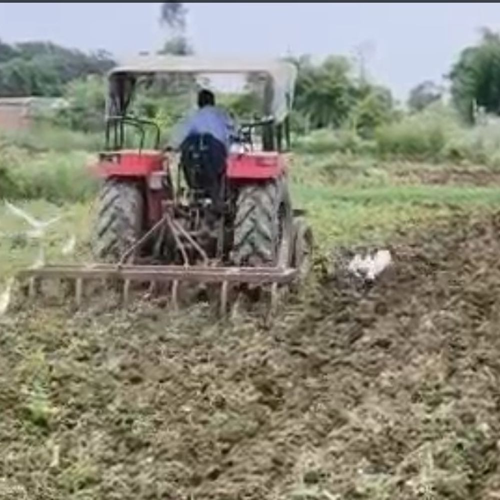 सतना में जून और जुलाई में सामान्य से कम बारिश:धान की फसल सूखने लगी, उपज 10% घटने का अनुमान
