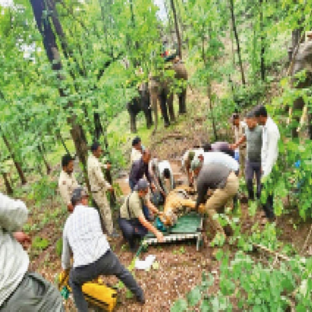 
                 80 कैमरे और तीन हाथियों की मदद से सफल रेस्क्यू:7 बाघों के बीच एक को पहचानना था मुश्किल, एआई कैमरों और डीएनए से पहचान 
            