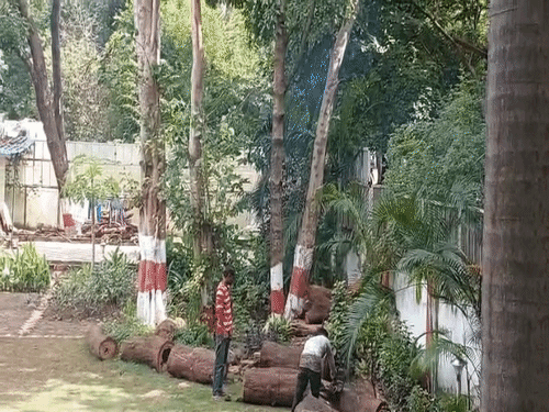 
                 वन राज्यमंत्री के सरकारी बंगले में पेड़ों की कटाई:कांग्रेस ने कहा- ये सरकार ही पर्यावरण विरोधी है 
            