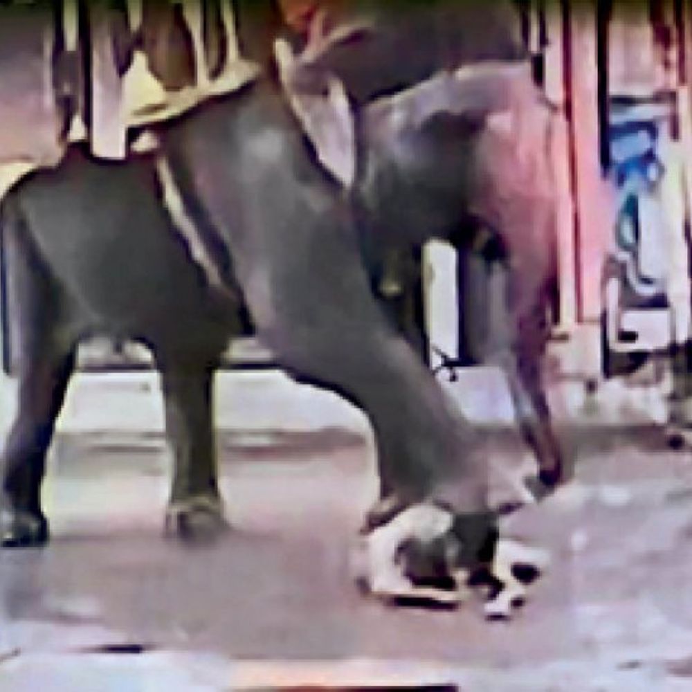 
                 गुड़ खिलाने वाले को कुचलने का मामला:हत्या के मामले में हाथी को सशर्त जमानत फैसले तक इंदौर न छोड़ने की हिदायत 
            