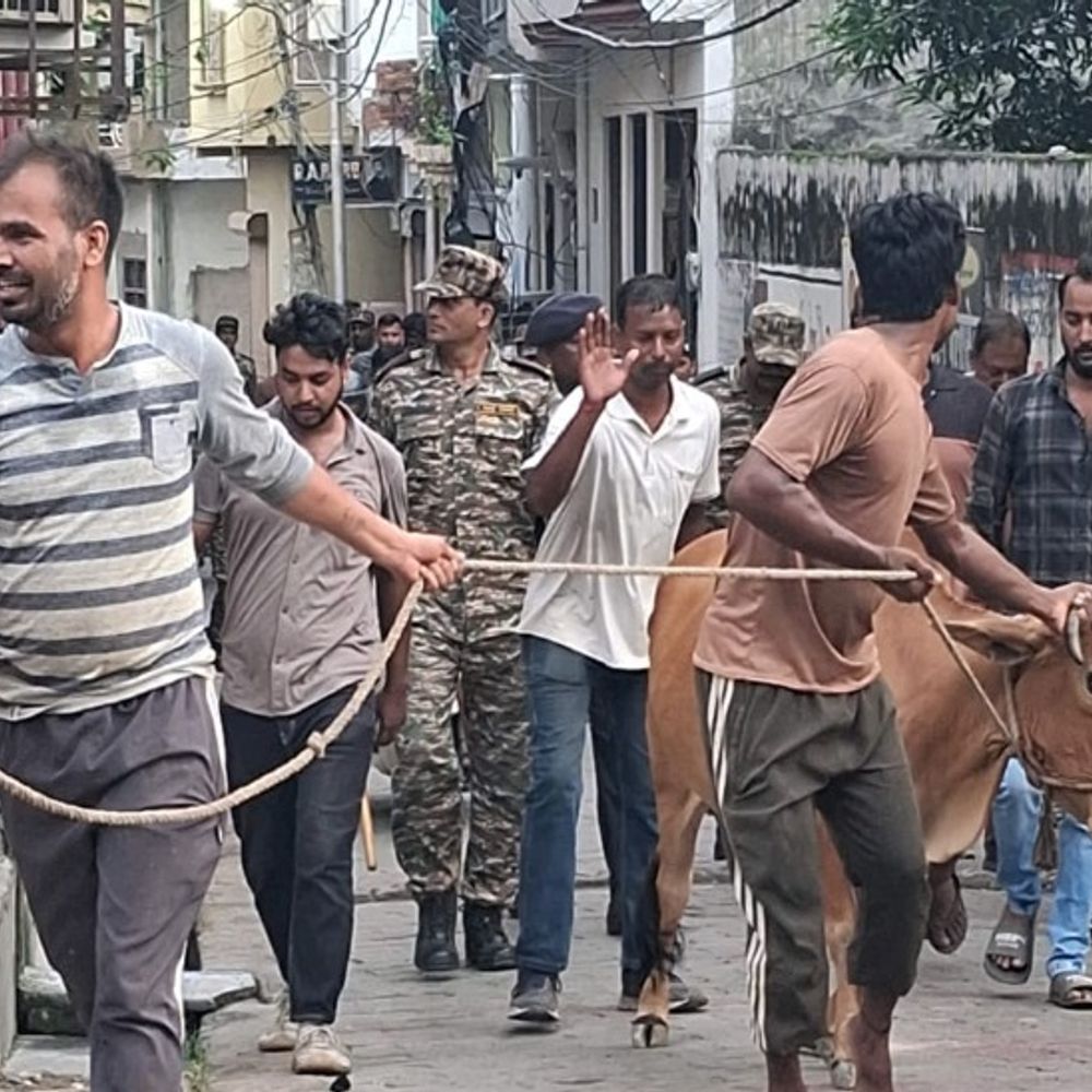 लखनऊ नगर निगम ने अवैध डेयरियों के 32 पशु पकड़े:नालियां चोक होने के बाद आई थी शिकायत, जोन-6 में हुई बड़ी कार्रवाई
