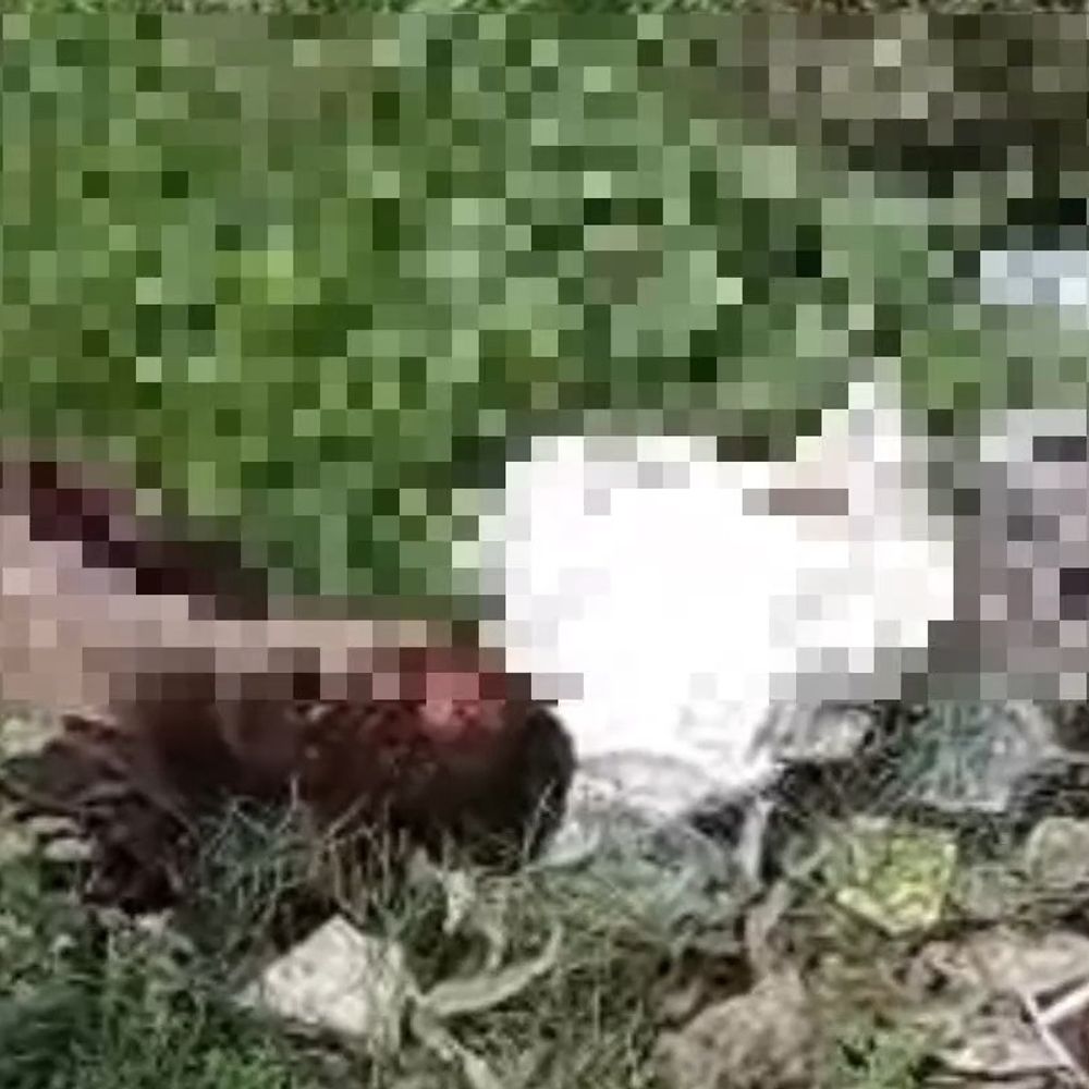 कानपुर के पनकी इंडस्ट्रियल एरिया में सड़क किनारे शव मिला:बगल में घायल युवक नशे की हालत में मिला, पास खड़े ट्रक के पहियों में लगा खून