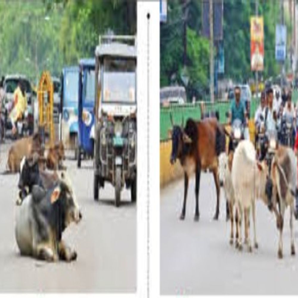 नाम की ‘कैटल फ्री’ सड़कें...:निगम का हर माह 500 से ज्यादा मवेशी पकड़ने का दावा