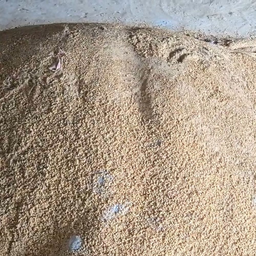 गोदाम में गेहूं खराब, कीड़ों से आटे में बदला:मंडला में 35,787 बोरियों में 17,859 क्विंटल गेहूं स्टॉक, तीन स्टैक प्रभावित