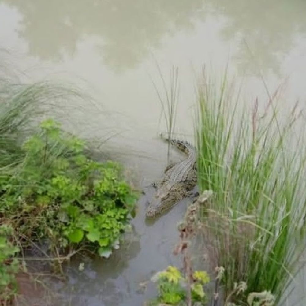 बस्ती में नहर किनारे दिखा मगरमच्छ:ग्रामीणों में दहशत, बच्चों के स्कूल जाने वाले रास्ते पर खतरा