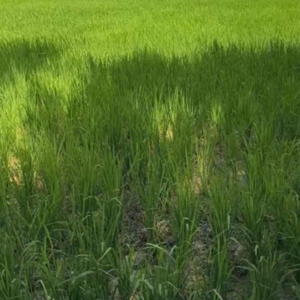 बारिश न होने से सूखने लगे धान के खेत:तेज धूप-उमस ने बढ़ाई किसानों की चिंता, नदियां भी खतरे के निशान से काफी नीचे