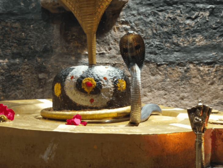 
                 उज्जैन: 84 महादेव मंदिर में शिवलिंग के पास दिखा कोबरा:पंडित ने सर्प मित्र को बुलाया, सावन में 200 सांपों का रेस्क्यू 
            