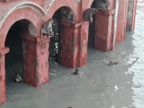 गर्मी से बचने गंगा में डुबकी लगा रहे बंदर:कानपुर में उमस से लोग बेहाल, शाम तक बारिश की संभावना