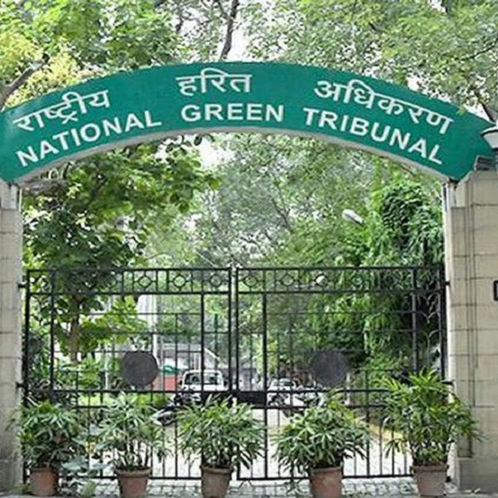 
                 पेड़ों में जहरीले रसायन डालकर सूखाने पर NGT सख्त:भोपाल में पर्यावरणीय नुकसान पर आदेश; वेटलैंड क्षेत्र में निर्माण गतिविधियों पर सख्त रुख 
            