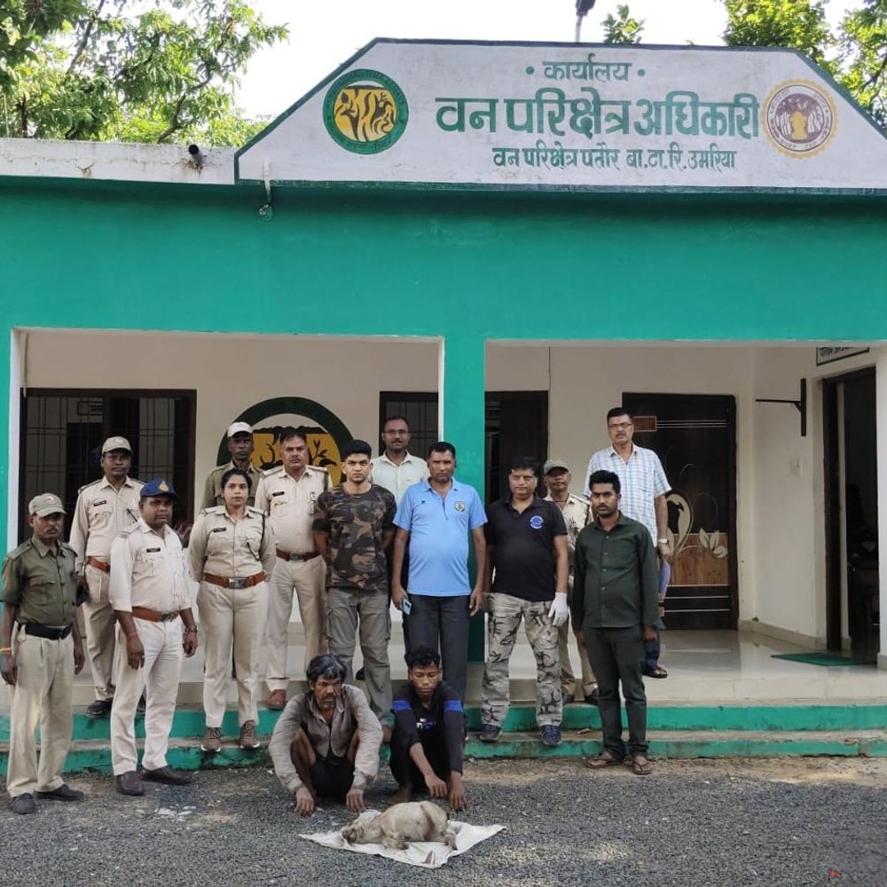 जंगली सूअर का शिकार, दो आरोपी गिरफ्तार:बांधवगढ़ में मानसूनी गश्त के दौरान वन अमले ने दबोचा, शव बरामद