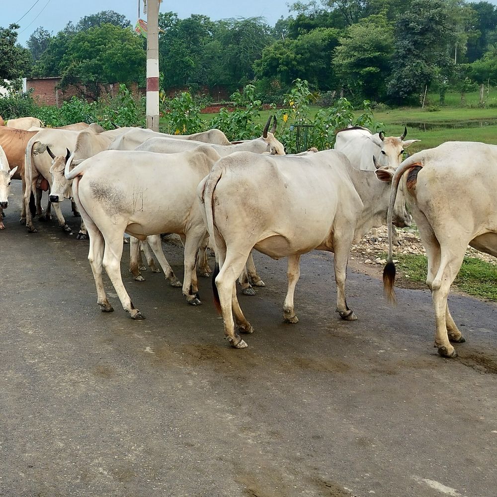 बारिश के बाद बढ़ी छुट्टा मवेशियों की समस्या:अयोध्या में अधिकारियों के निर्देश बेअसर, लोग परेशान