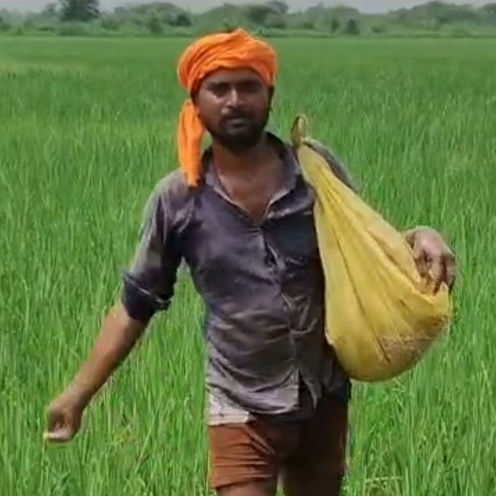 कानपुर देहात में खाद की किल्लत, ओवररेटिंग का आरोप:267 रुपए वाली यूरिया 450 में बिक रही; किसान बोले- मजबूरी में ज्यादा दाम देने पड़ रहे