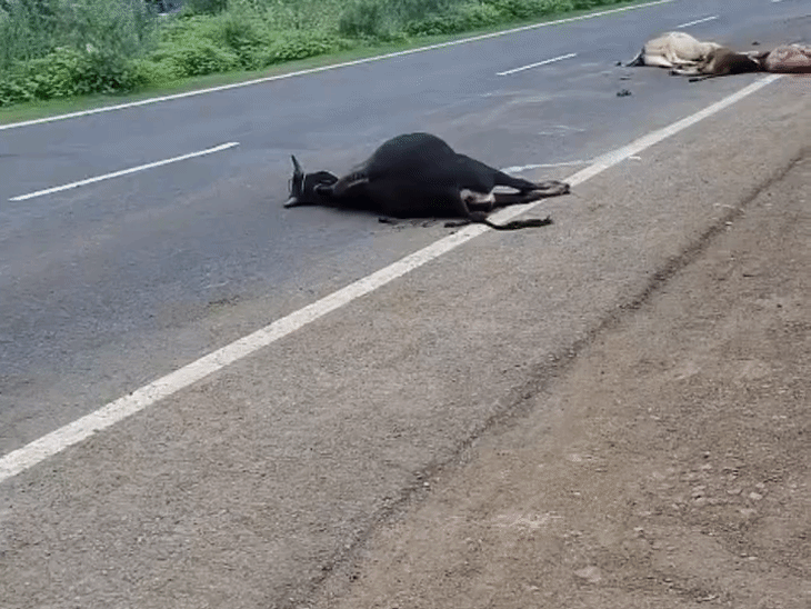 NH-46 पर वाहन ने 3 गायों को कुचला, 2 घायल:गौशाला के बावजूद सड़क पर गौवंश, शिवपुरी कलेक्टर की सख्ती के बावजूद हादसे हो रहे