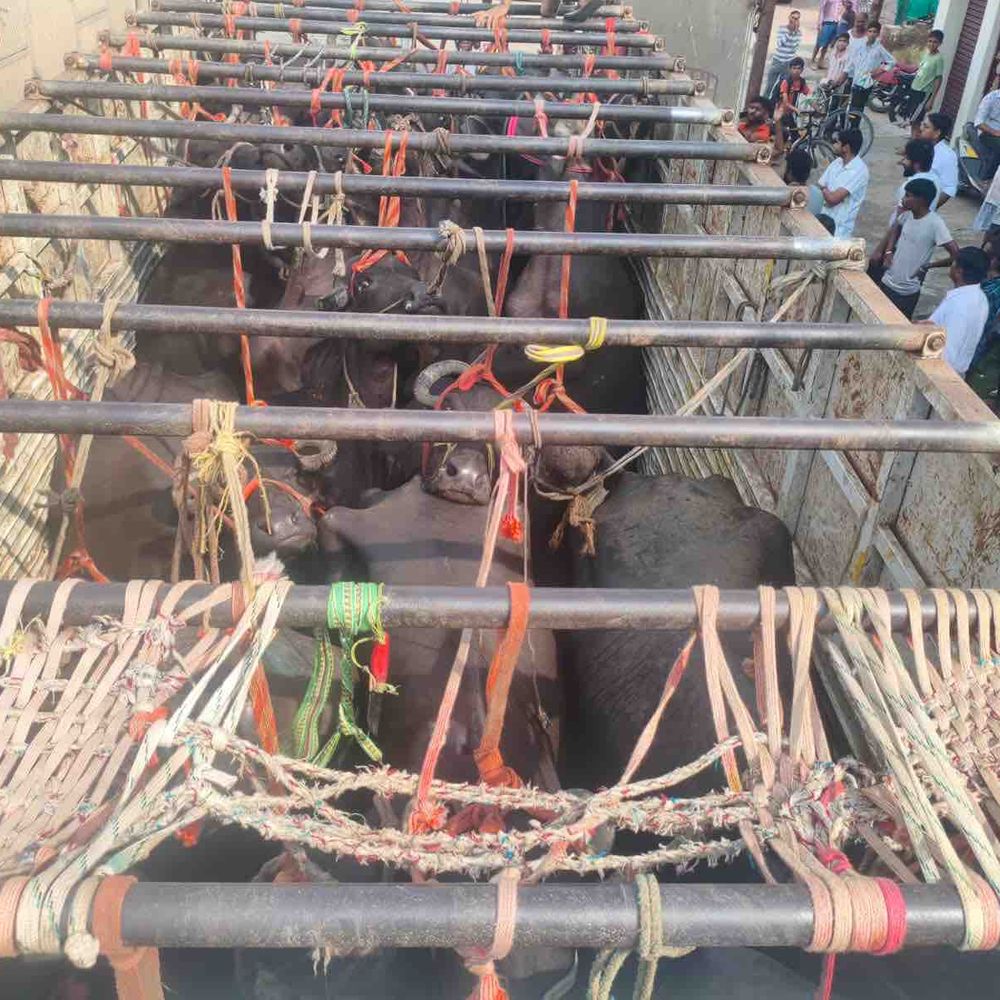 कानपुर में डीसीएम से आधा लटका दिखा मवेशी:गौसेवकों ने 4 किलोमीटर पीछा कर पकड़ा, पुलिस ने गाड़ी कब्जे में ली