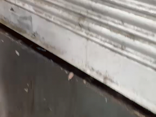 
                 भोपाल में ड्राई-डे पर बिक रही थी शराब, कार्रवाई:मालवीय नगर की दुकान में छापा मारा; पहले स्ट्रिंग भी किया 
            