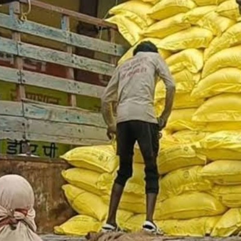 भिंड में खाद बिक्री पर रोक, 2 लाख किसान प्रभावित:सरकार स्टॉक का करवा रही मिलान, धान की फसल पर बुरा असर