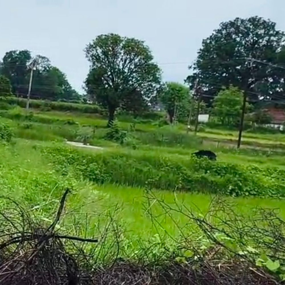 भदौरा गांव में घरों तक पहुंचा भालू:फसलों को रौंदा, ग्रामीणों में दहशत; वन विभाग की टीम पहुंची