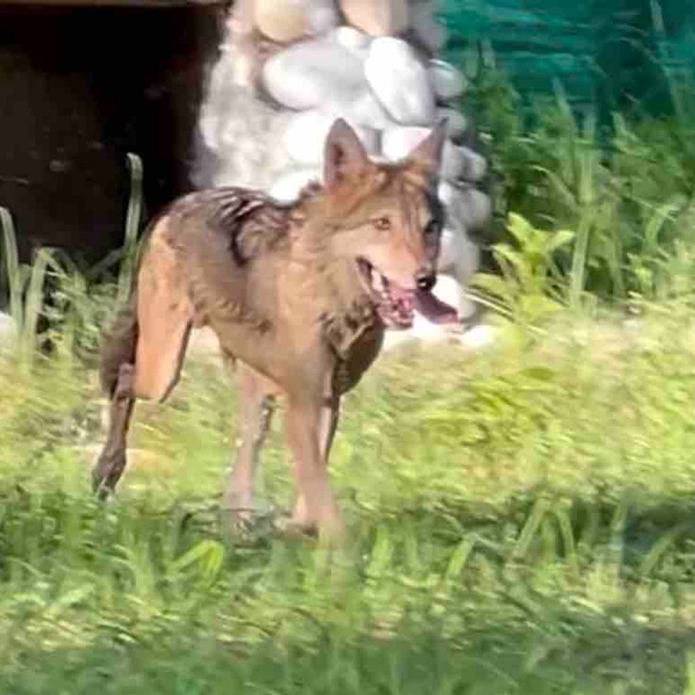 गोरखपुर चिड़ियाघर में खूंखार भेड़िया ने बदली चाल:एक जगह पर चक्का लगाता, बना दिया 8 का आकार, बहराइच में आतंक मचाया था