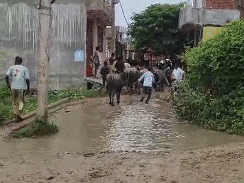 लखनऊ में कैटल कैचर टीम पर पथराव, पकड़-पकड़कर पीटा:चौकी प्रभारी समेत 4 कर्मी घायल, नगर निगम के 4 वाहनों को तोड़ डाला