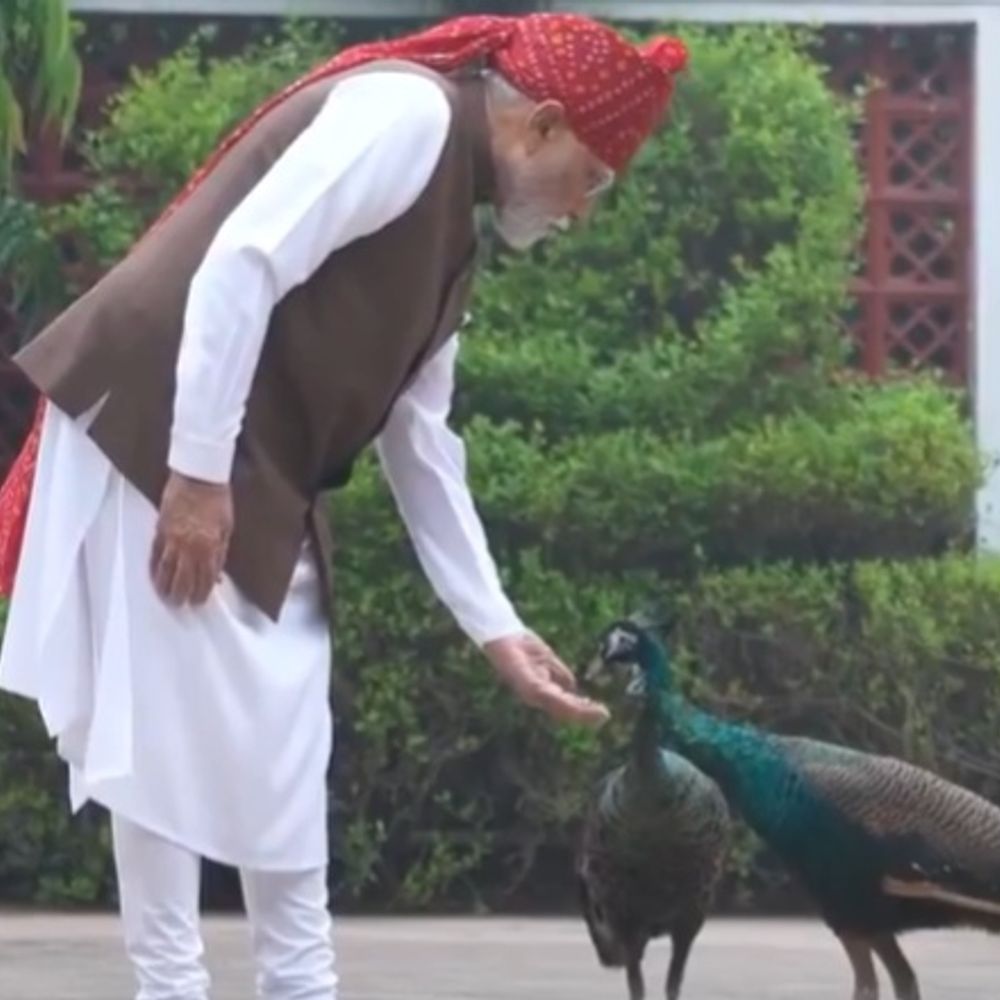 
                 लाल-किला जाने से पहले मोदी ने गाय को चारा दिया:मोर को दाना खिलाया; इंस्टाग्राम पर VIDEO शेयर किया, लिखा- ये मेरा डेली रूटीन 
            