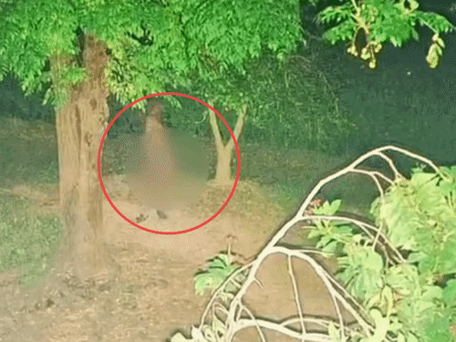 पंजाब- आधी रात घूमती दिखी नग्न महिला,VIDEO:पूछा तो बोली- मैं नहा रही थी, कोई कपड़े ले गया; ग्रामीण बोले- क्या पता, भूत न हो?