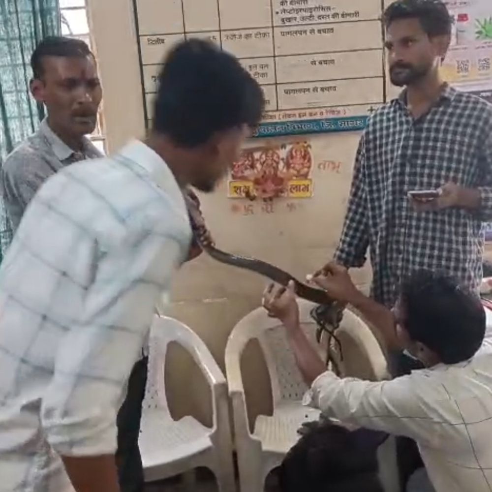 8 फीट लंबा घायल सांप लेकर अस्पताल पहुंचे स्नेक कैचर:सांप देख दंग हुए डॉक्टर, ड्रेसिंग की, दाल मील से पकड़ाया था