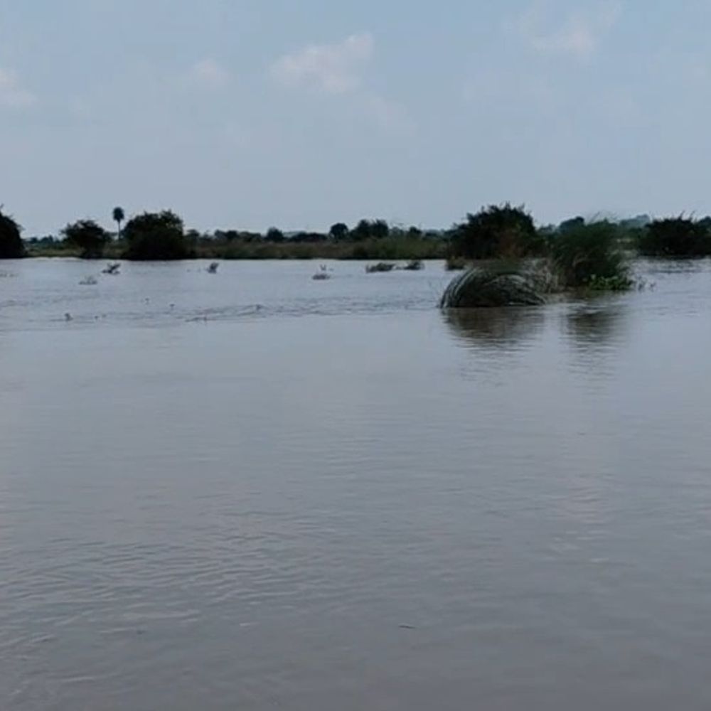 दौली की मड़ैया की तरफ बढ़ रहीं गंगा:फर्रुखाबाद में मकान के बाद अब खेतों पर कटान की मार; फसलें नदी में समा रहीं