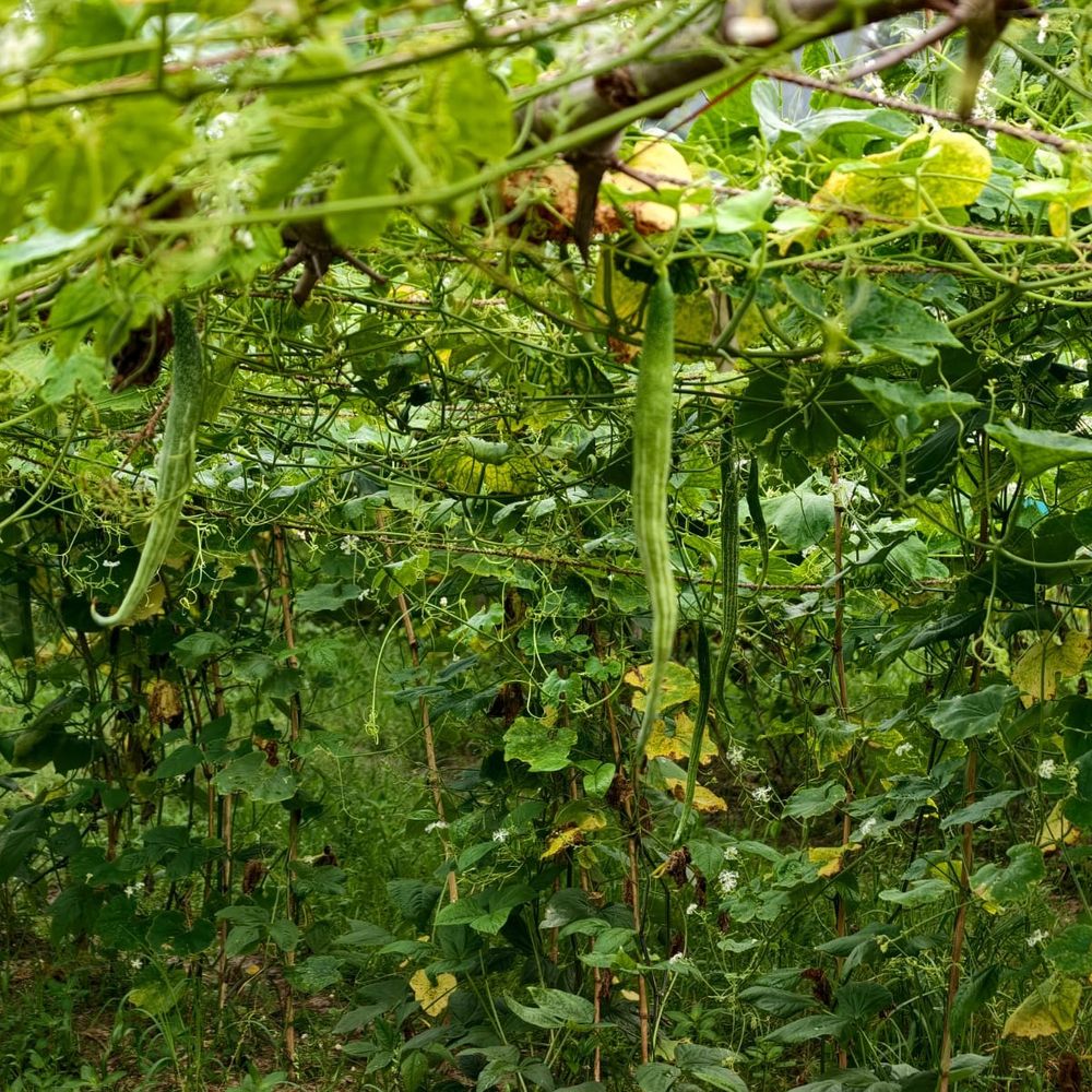 युवा किसान चिचिंडा की खेती से लाखों कमा रहे:मऊ में एक ही लागत में तीन फसलें उगाकर बढ़ा रहे आमदनी