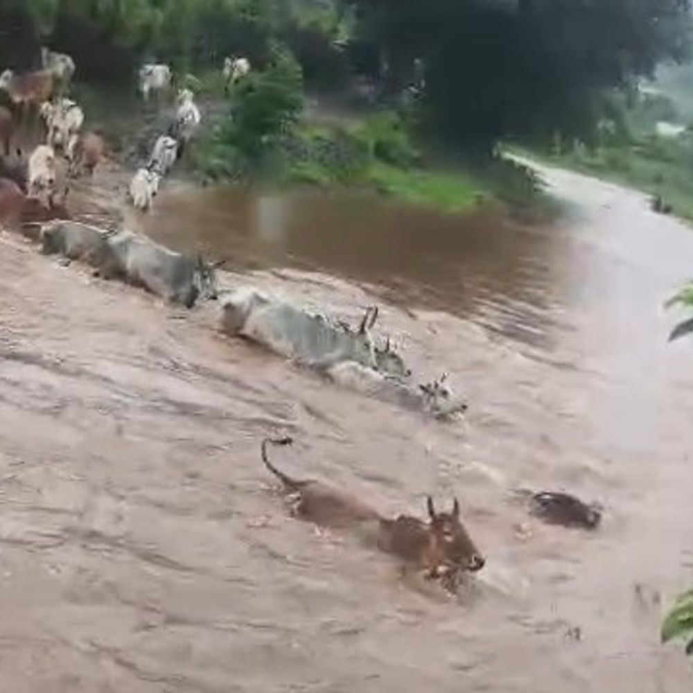 मंडला के मोहगांव में उफनते नाले में बहे मवेशी:कुछ दूर बहने के बाद सुरक्षित किनारे पहुंचीं, कोई नुकसान नहीं