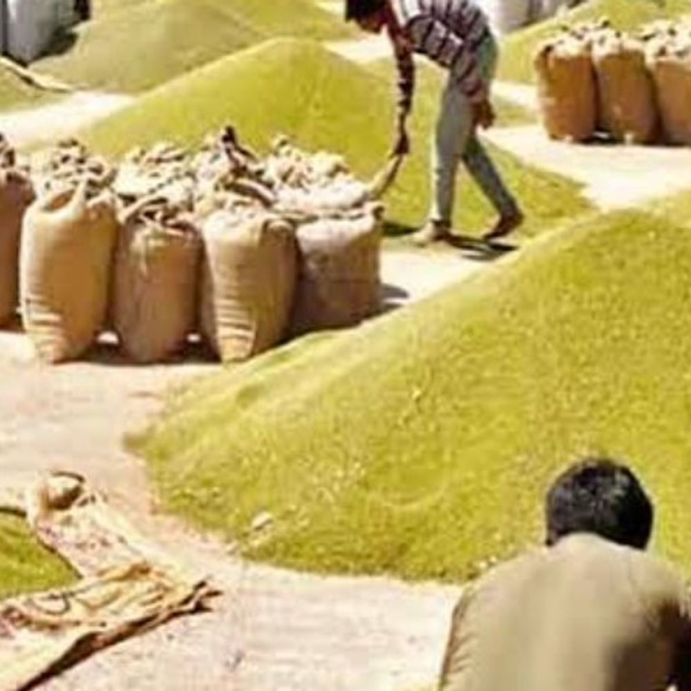 
                 एमपी में 84,492 टन मूंग का कोटा बढ़ा:केंद्र ने मानी मांग, कोटा 4,54,580 टन से बढ़कर 5,39,072 टन हो गया 
            