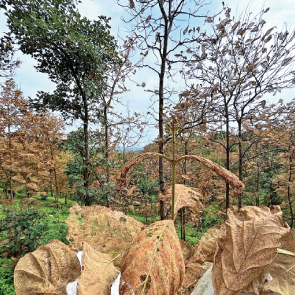 
                 सावन में पतझड़... सूखने लगा सागवान का जंगल:कम बारिश और कीट का असर; आंबाझर सहित आसपास के क्षेत्रों में हजारों पेड़ों की पत्तियां भूरी होकर झड़ रहीं 
            