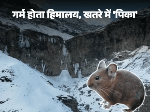 ग्लोबल वार्मिंग के कारण हिमालय के साथ खतरे में 'पिका':2050 तक तापमान बढ़ने से बदलना होगा घर, 6 प्रजातियों में से रॉयली पर सबसे ज्यादा असर