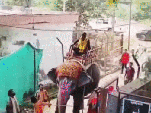 
                 उज्जैन बिजली कंपनी के ऑफिस में जन्मदिन का जश्न:हाथी पर सवार होकर पहुंचे सहायक यंत्री; वीडियो आया सामने, नोटिस जारी 
            